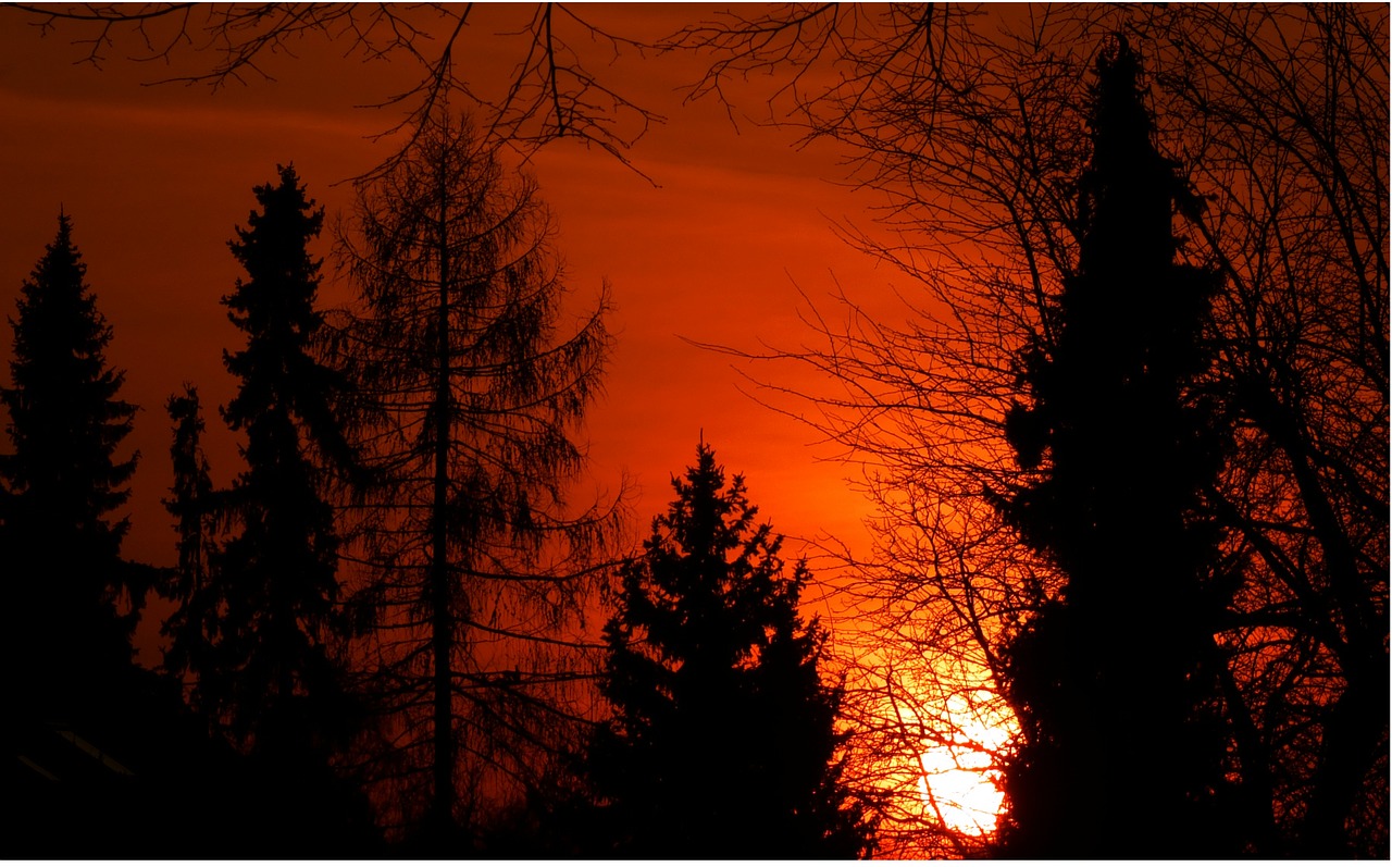 sunset afterglow trees free photo