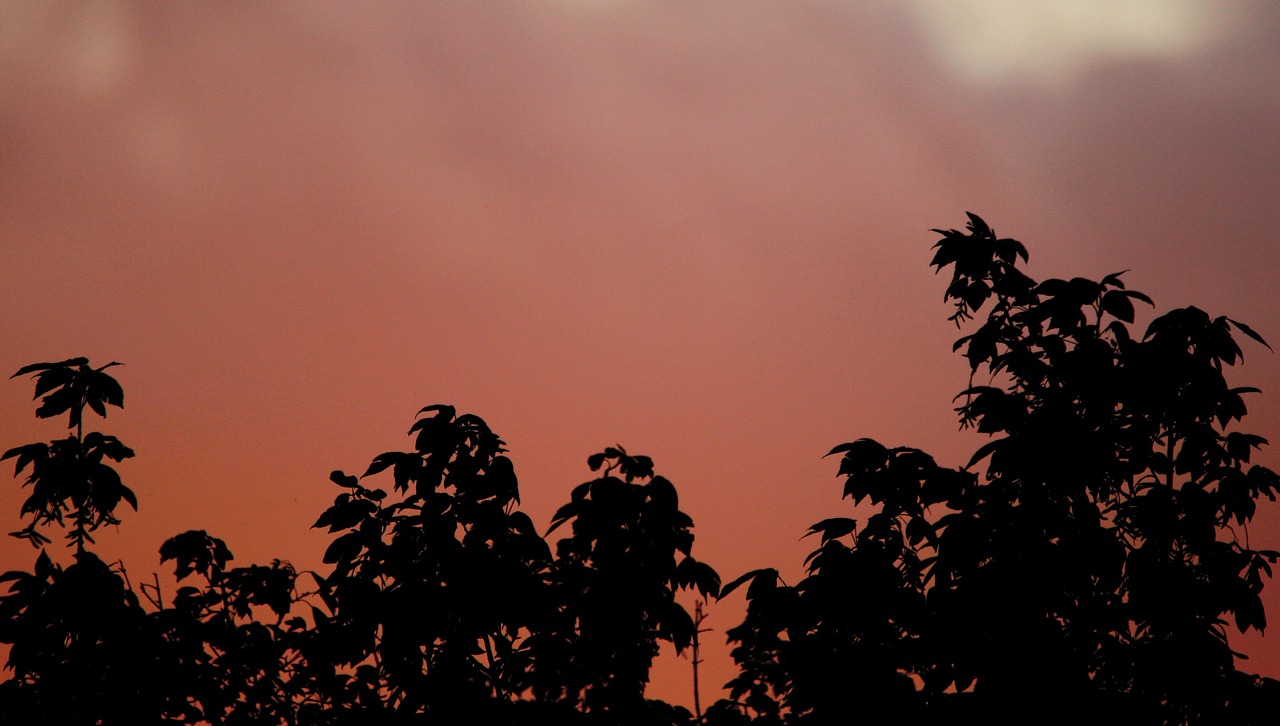 sunset orange-pink glowing free photo