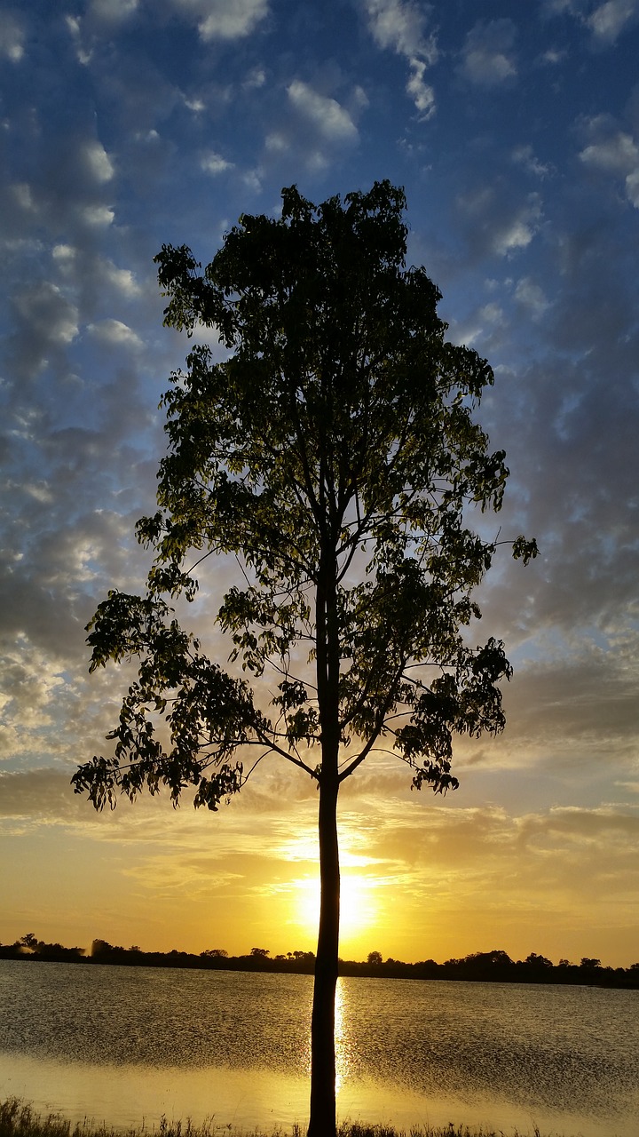 sunset lake tree free photo