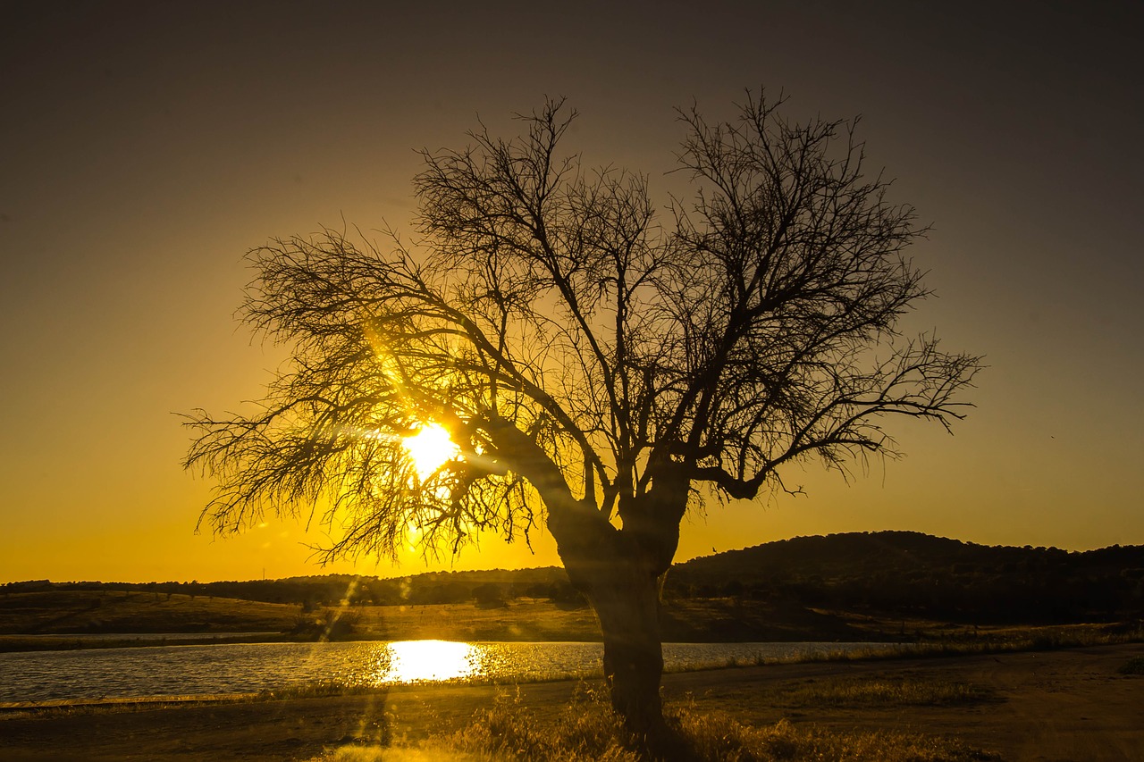 sunset tree lake free photo