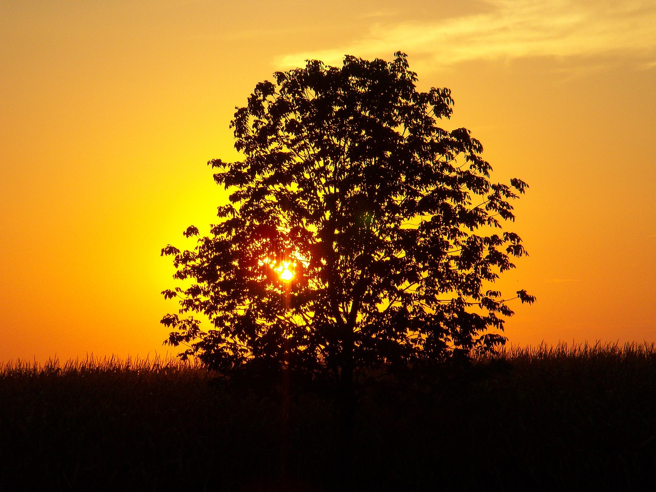 sunset tree landscape free photo