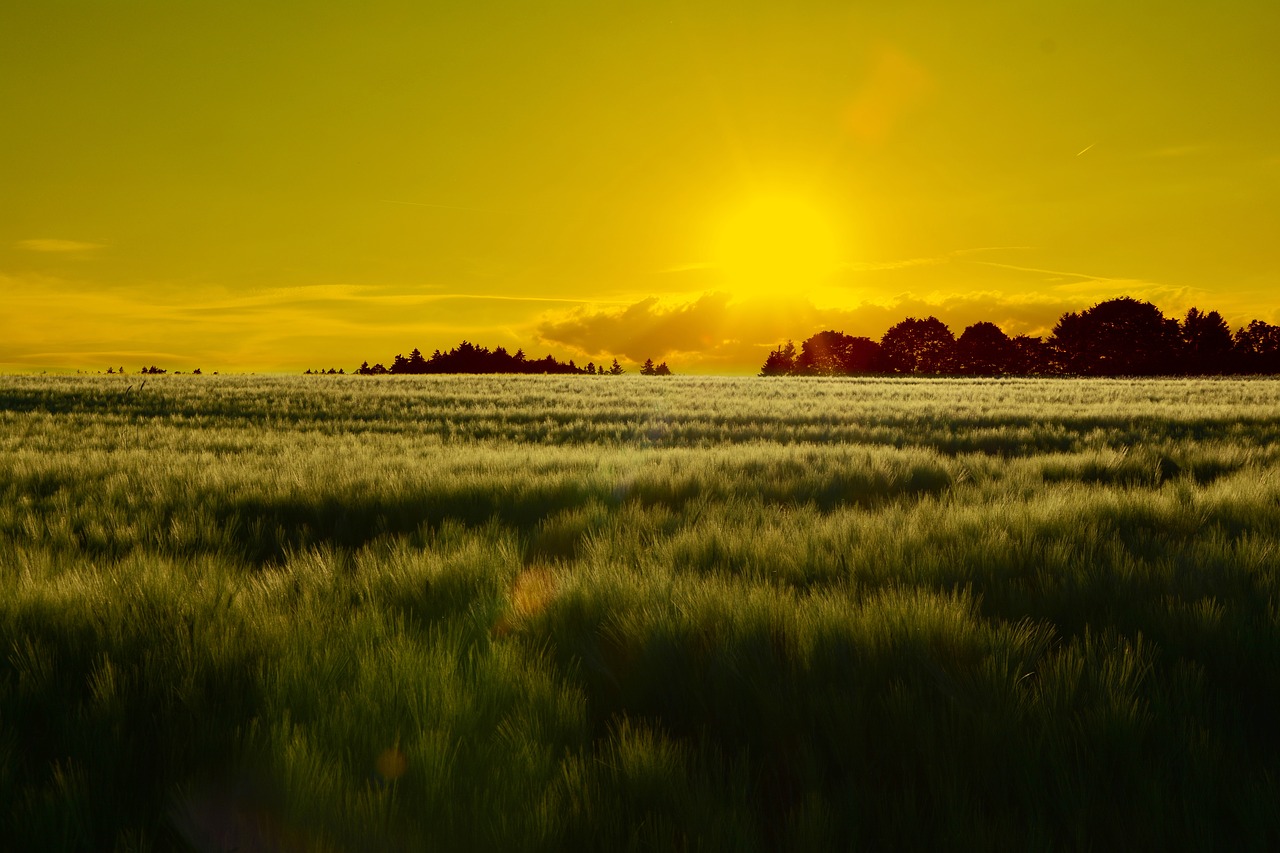 sunset field landscape free photo