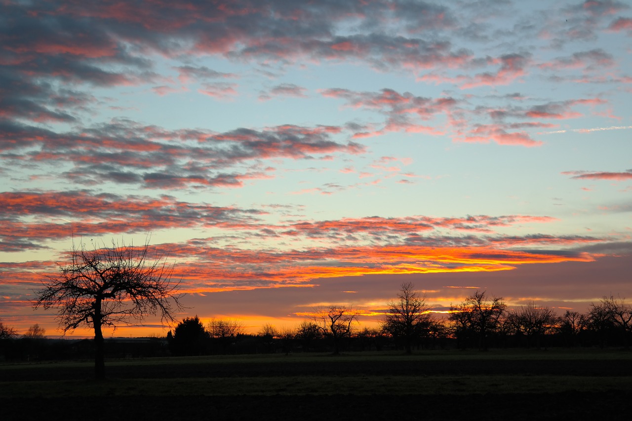 sunset orchard tree free photo