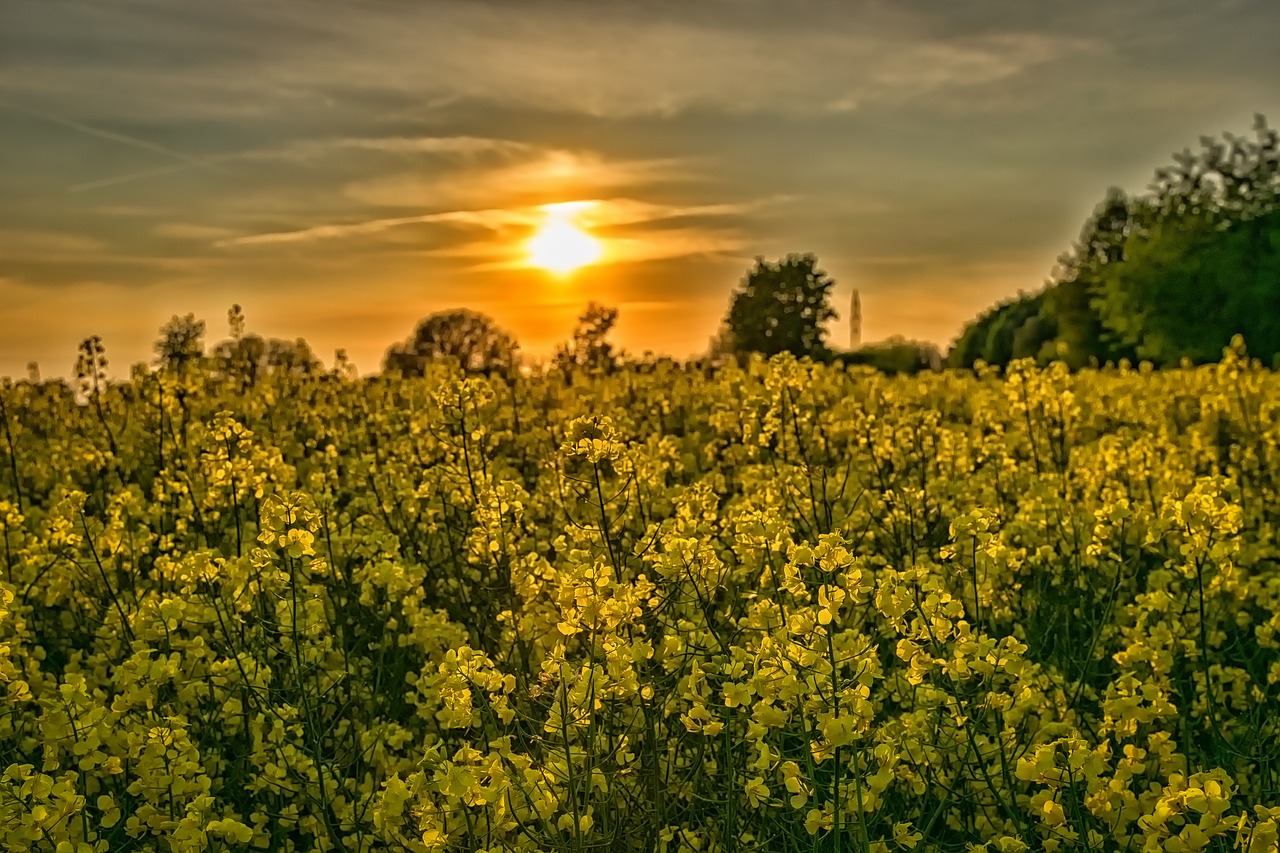 sunset landscape oilseed rape free photo