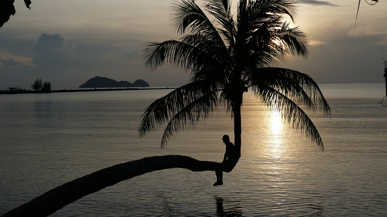 sunset sea palm free photo