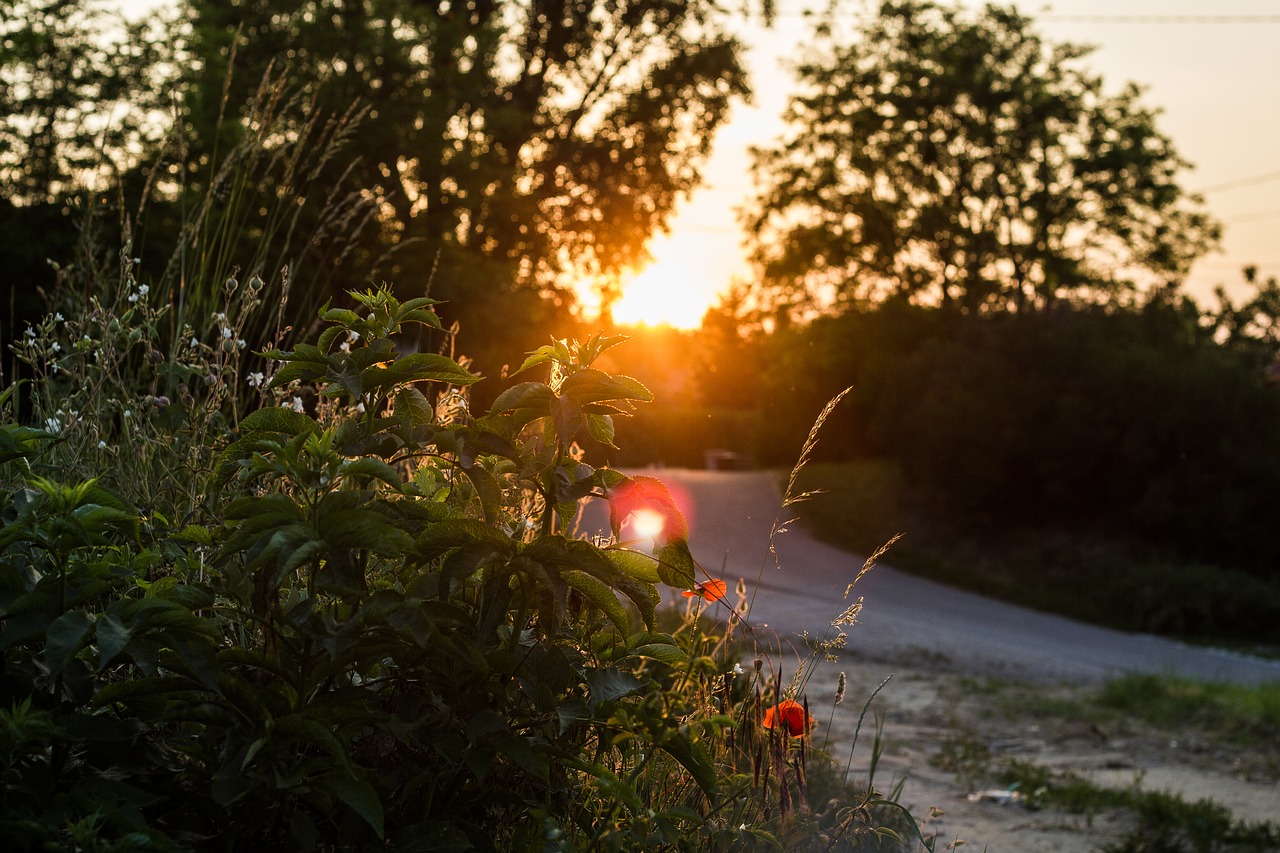 sunset landscape nature free photo