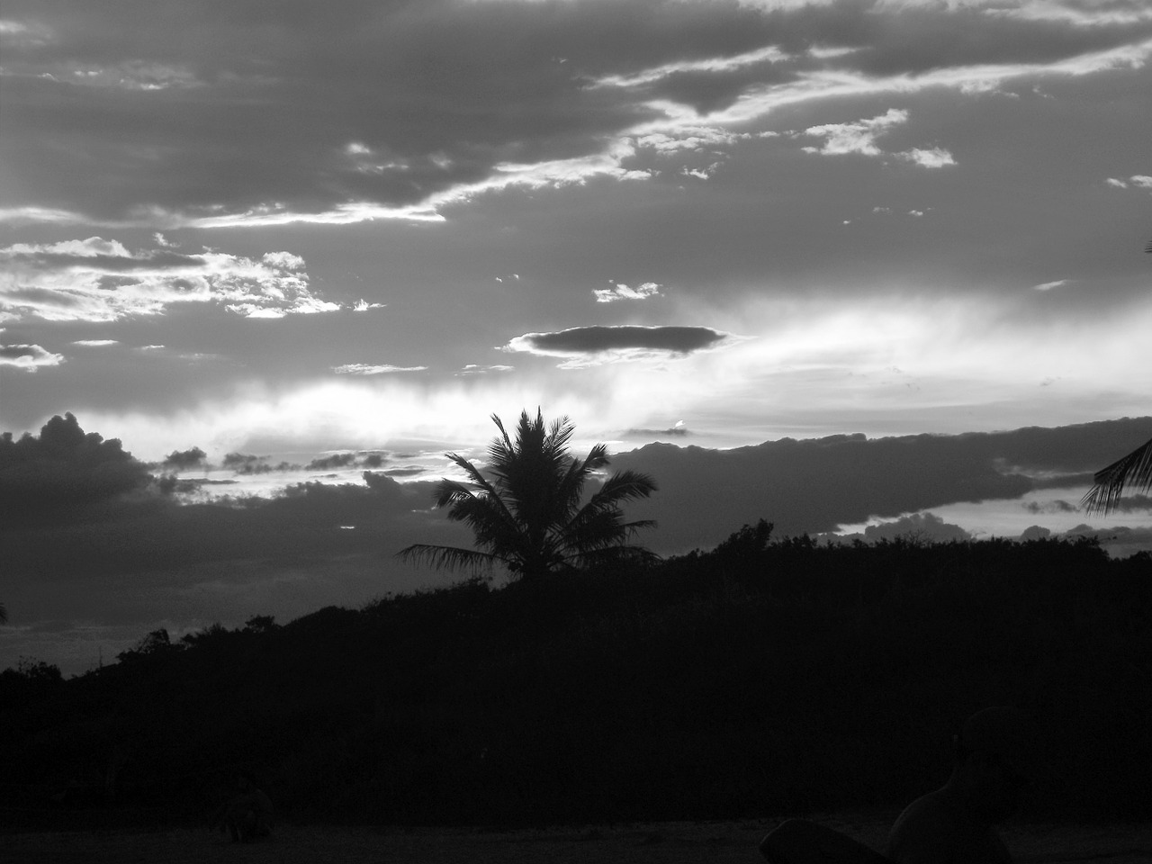 sunset coconut trees beira mar free photo
