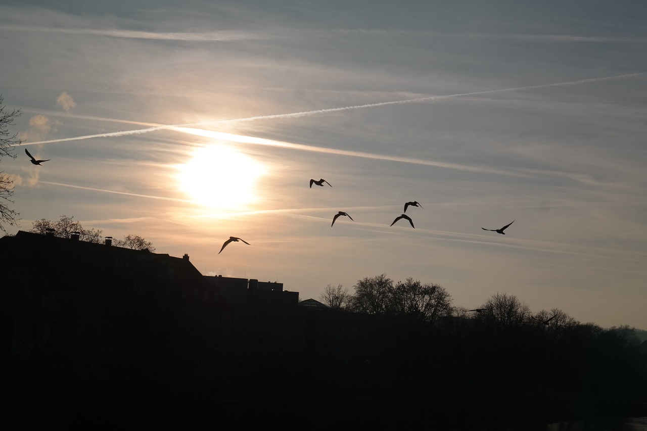 sunset birds fly free photo