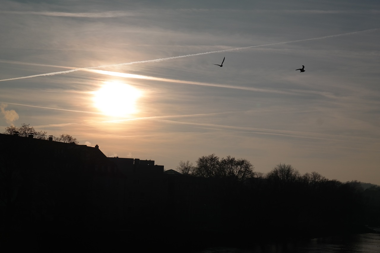 sunset birds fly free photo