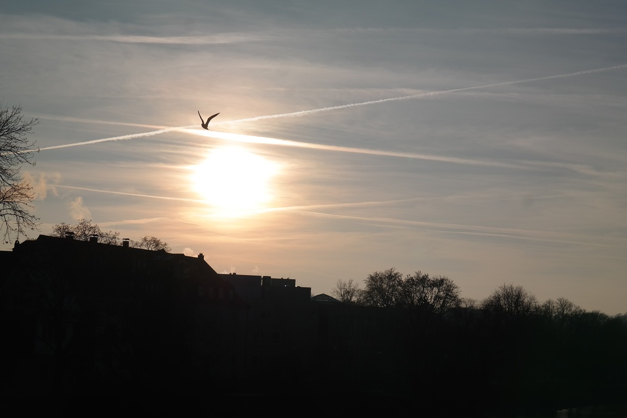 sunset birds fly free photo