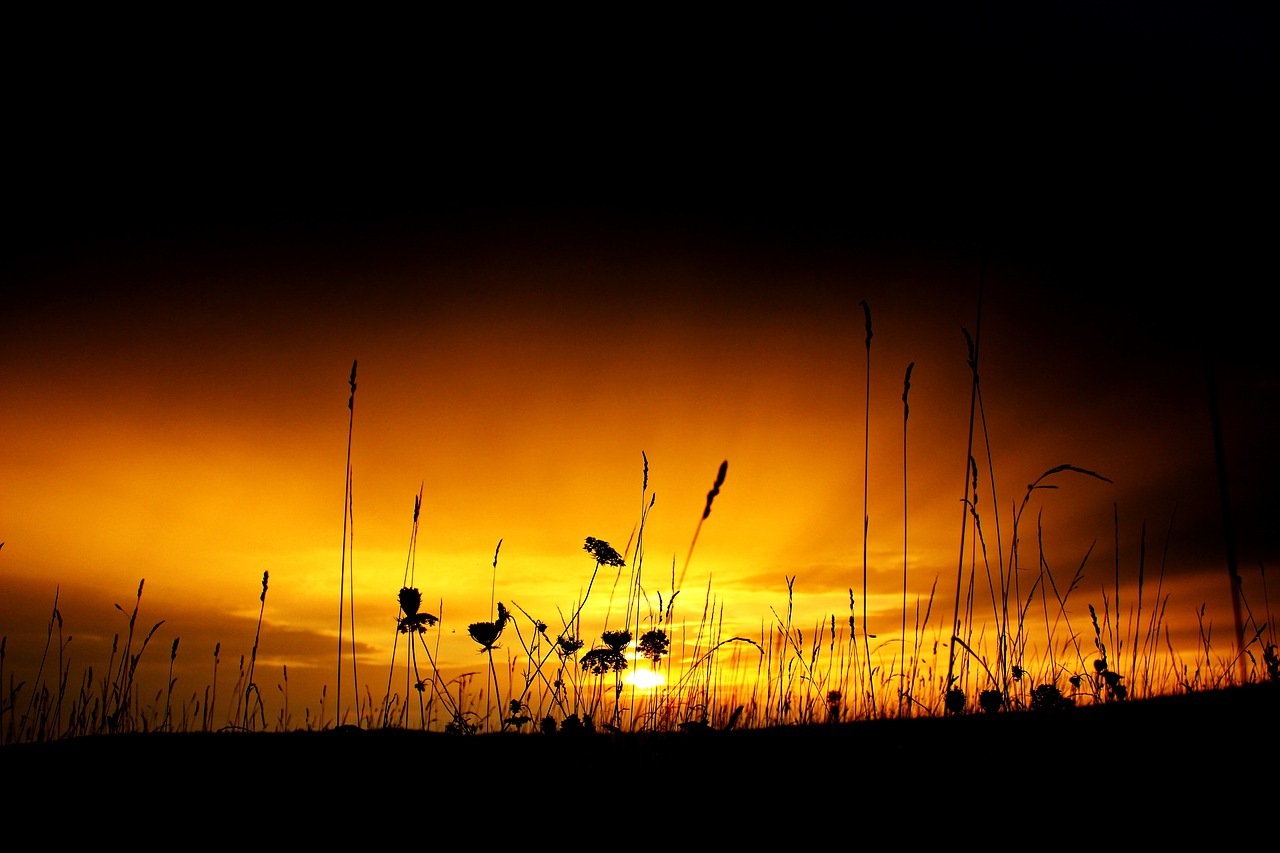 sunset sky meadow free photo
