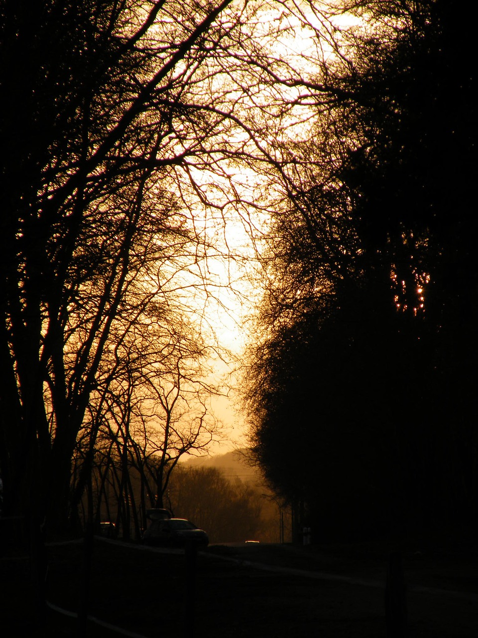 sunset light tree free photo