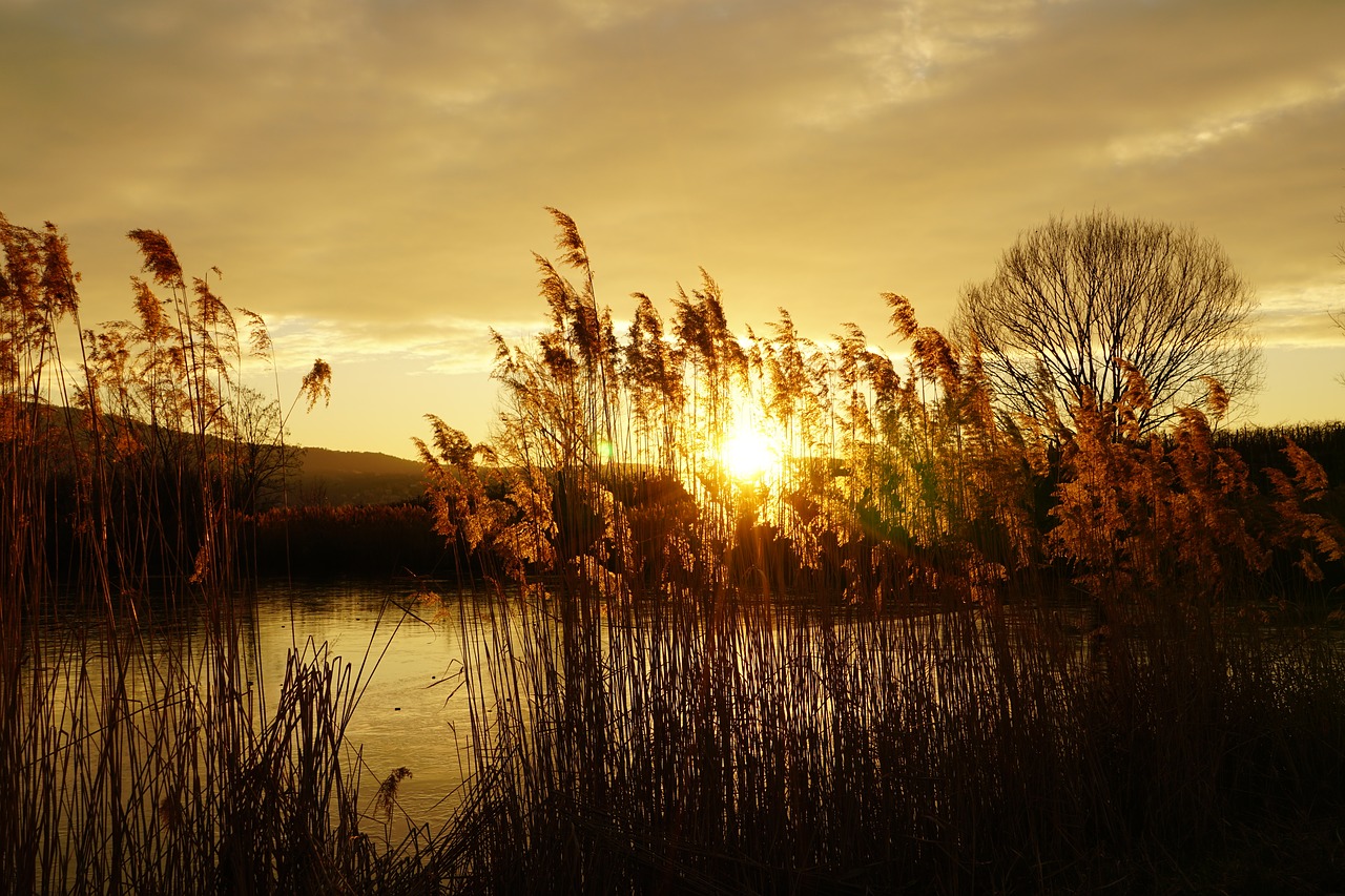 sunset reed lake free photo