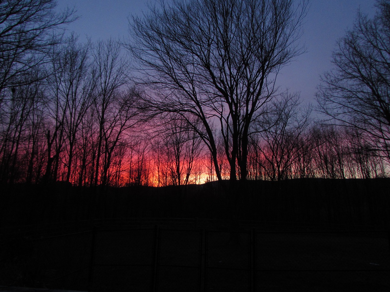 sunset trees night free photo