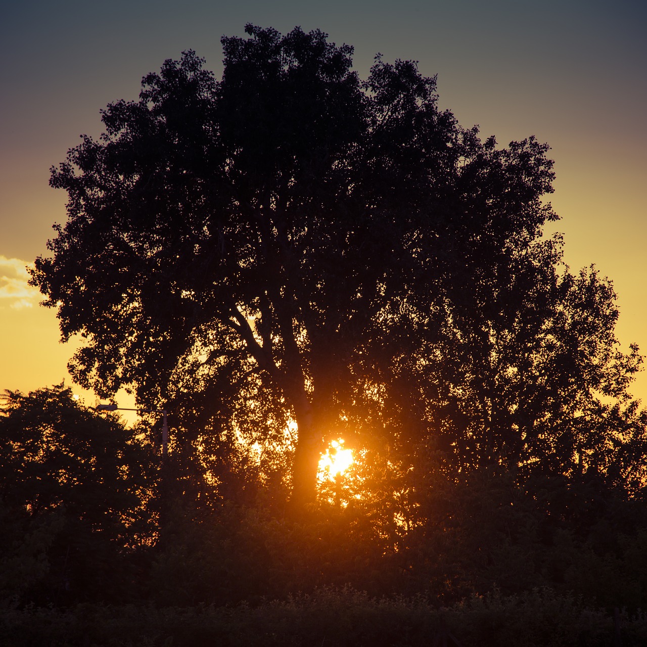 sunset tree in the evening free photo