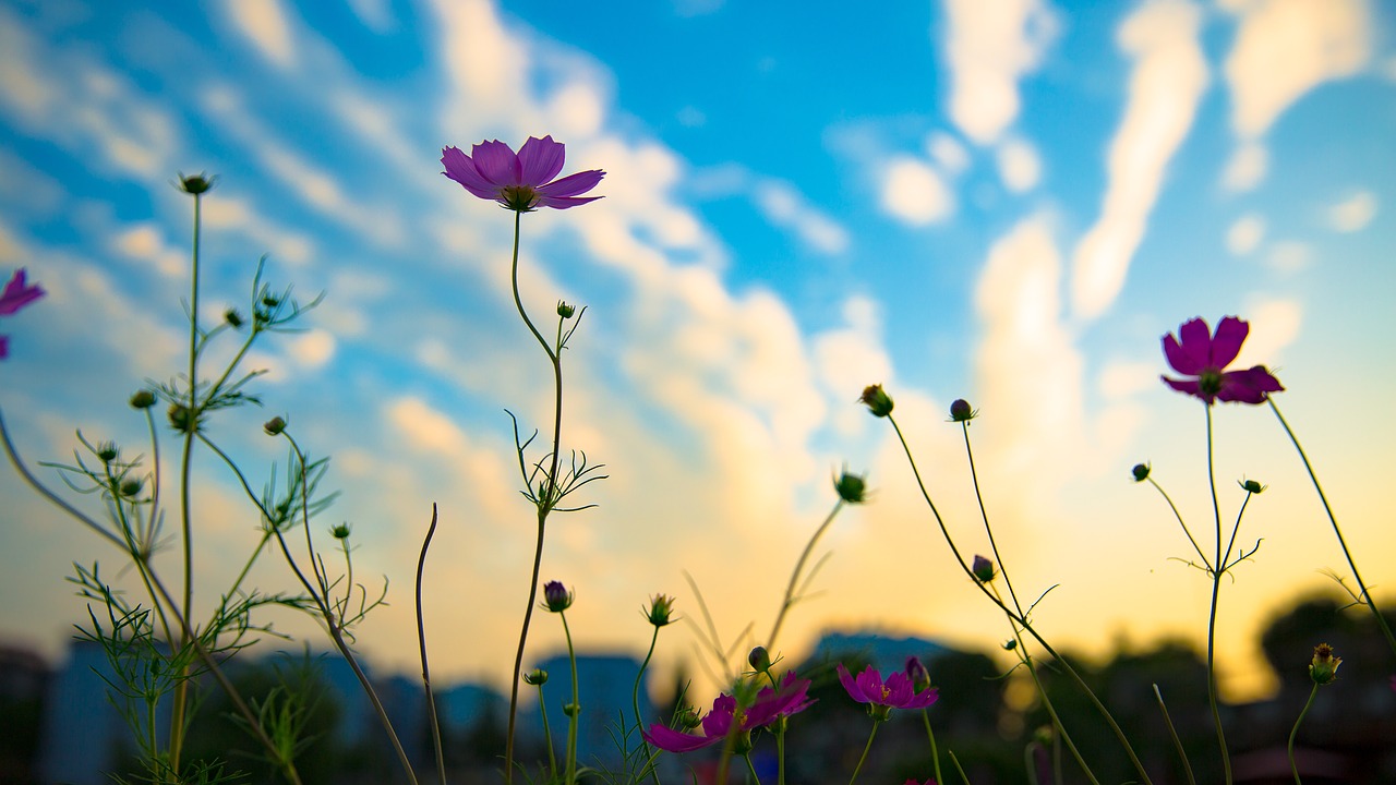 sunset flowers silhouette free photo