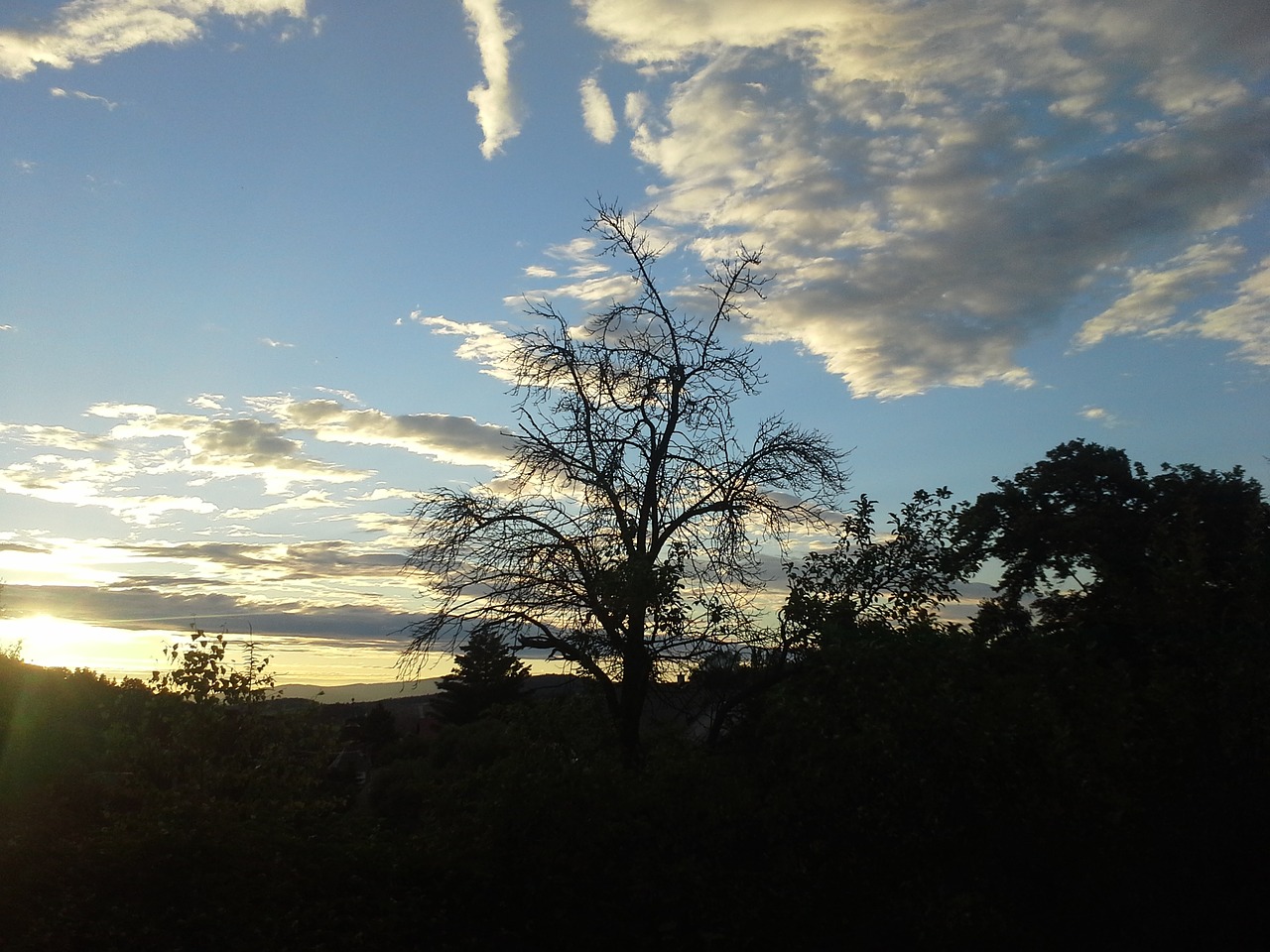 sunset tree cloud free photo