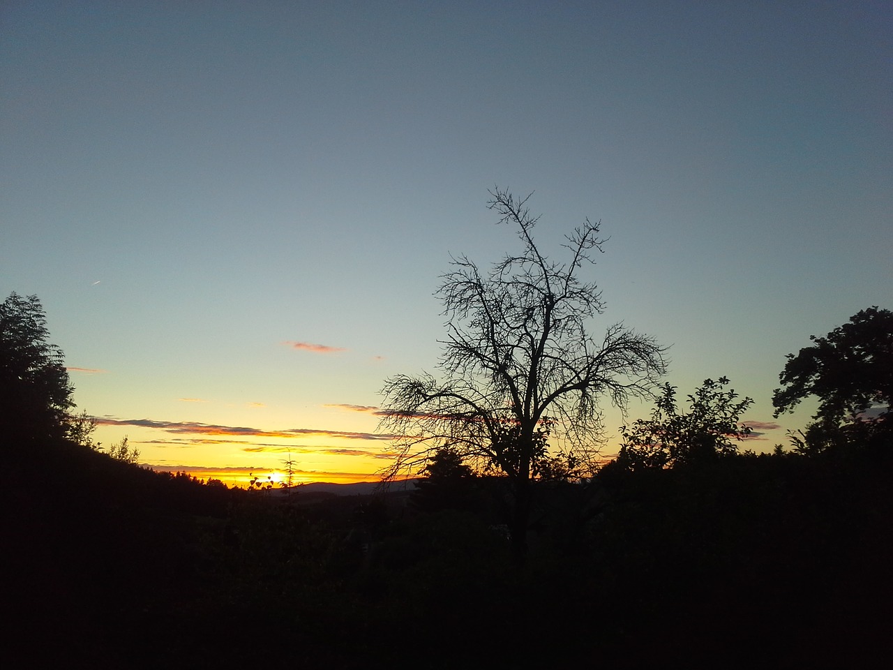 sunset tree evening sky free photo