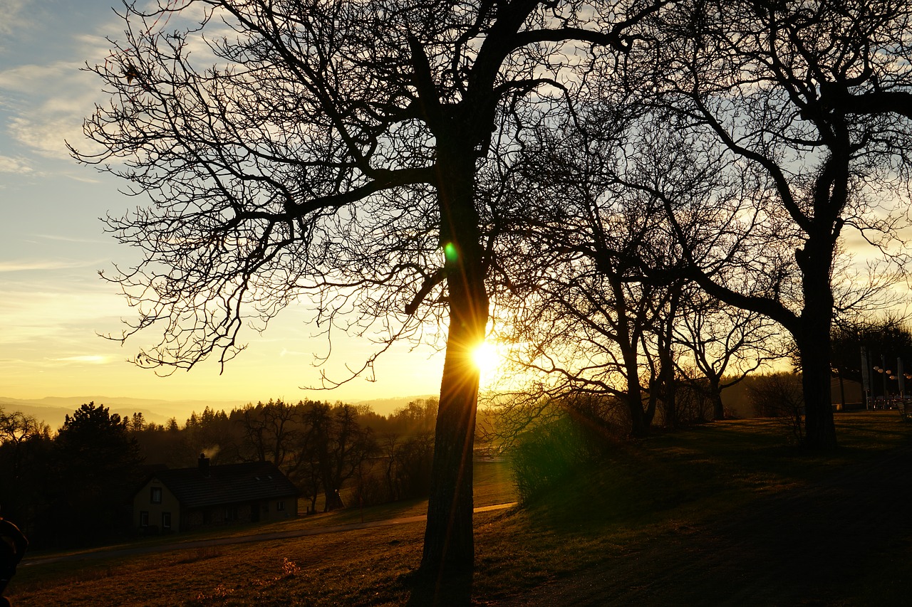 sunset abendstimmung tree free photo