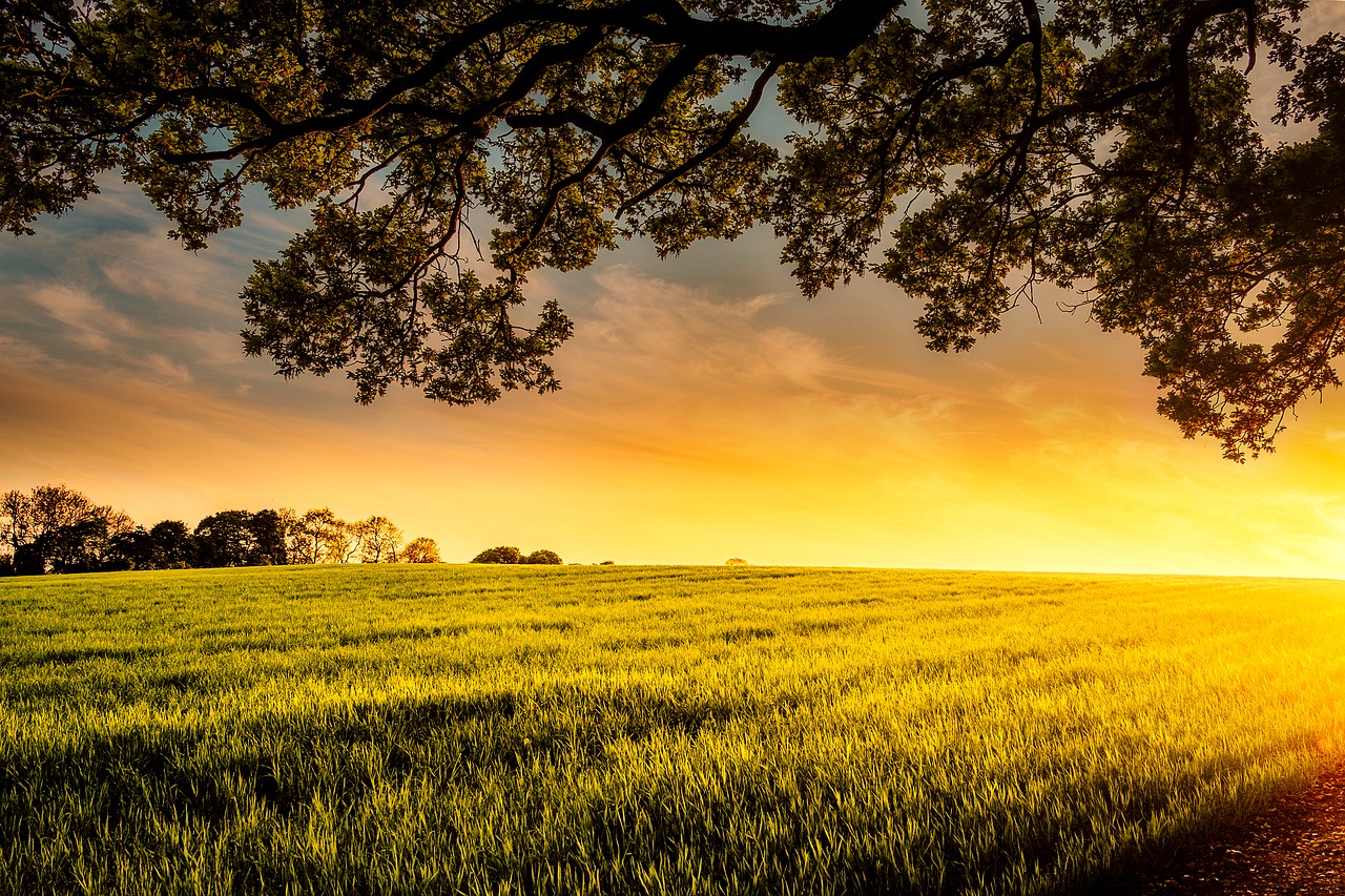 sunset dusk meadow free photo