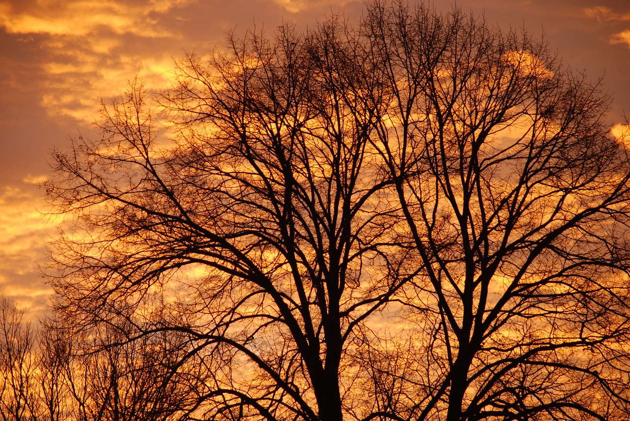 sunset tree winter free photo