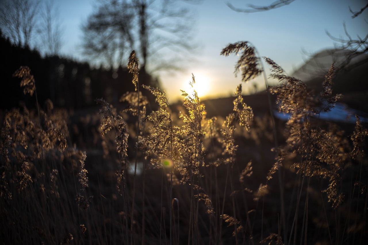 sunset sky sun free photo