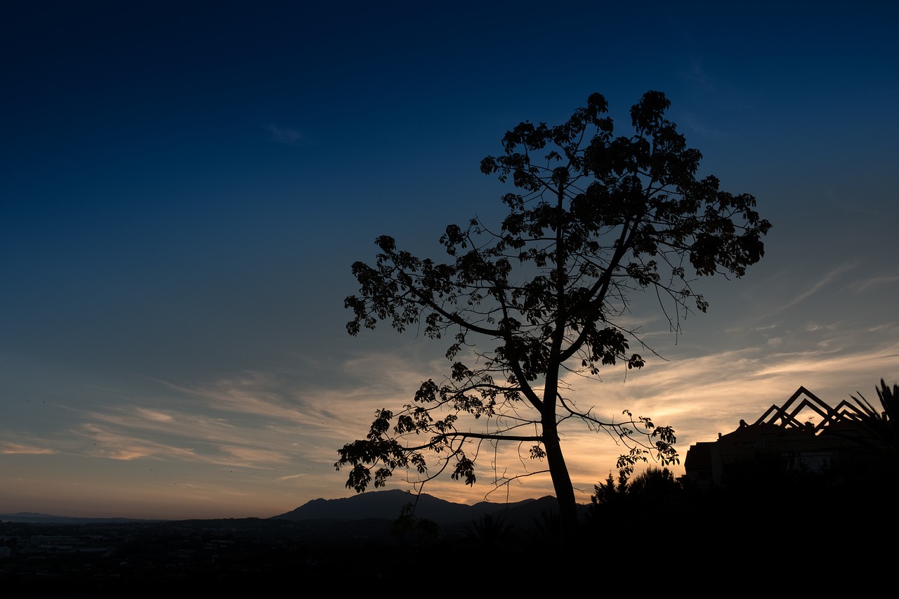 sunset marbella tree free photo