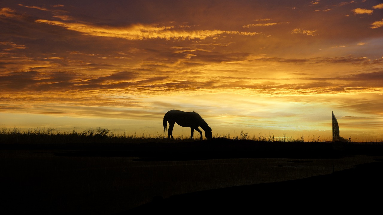 sunset silhouette horse free photo