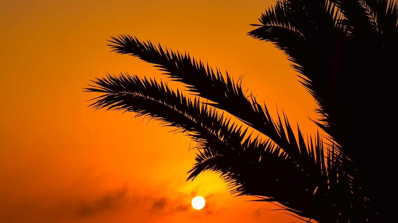 sunset sun palm tree free photo