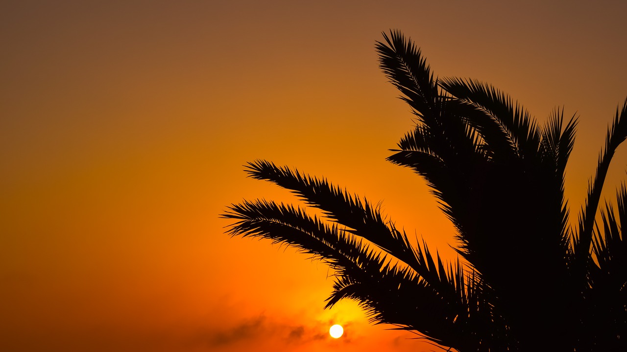 sunset sun palm tree free photo