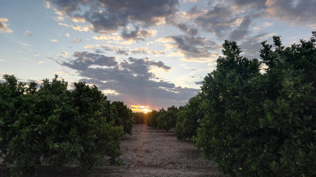 sunset hope field free photo