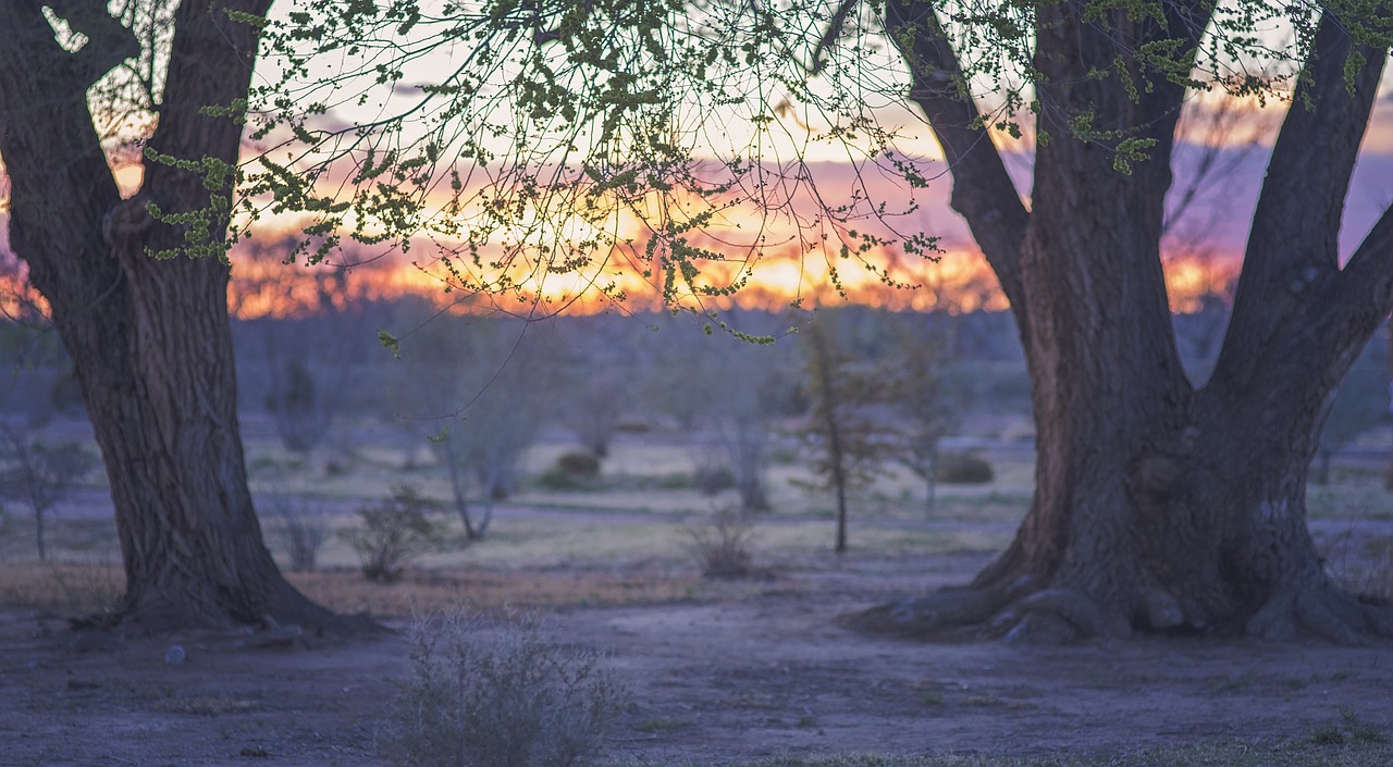 sunset trees sky free photo