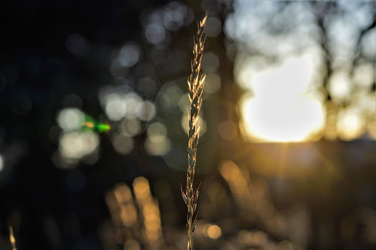 sunset lighting plant free photo