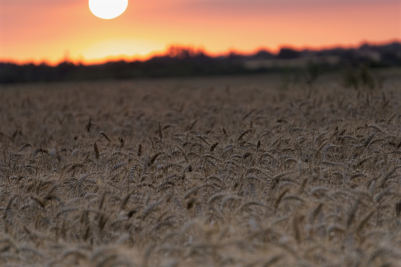 sunset fields wheat free photo