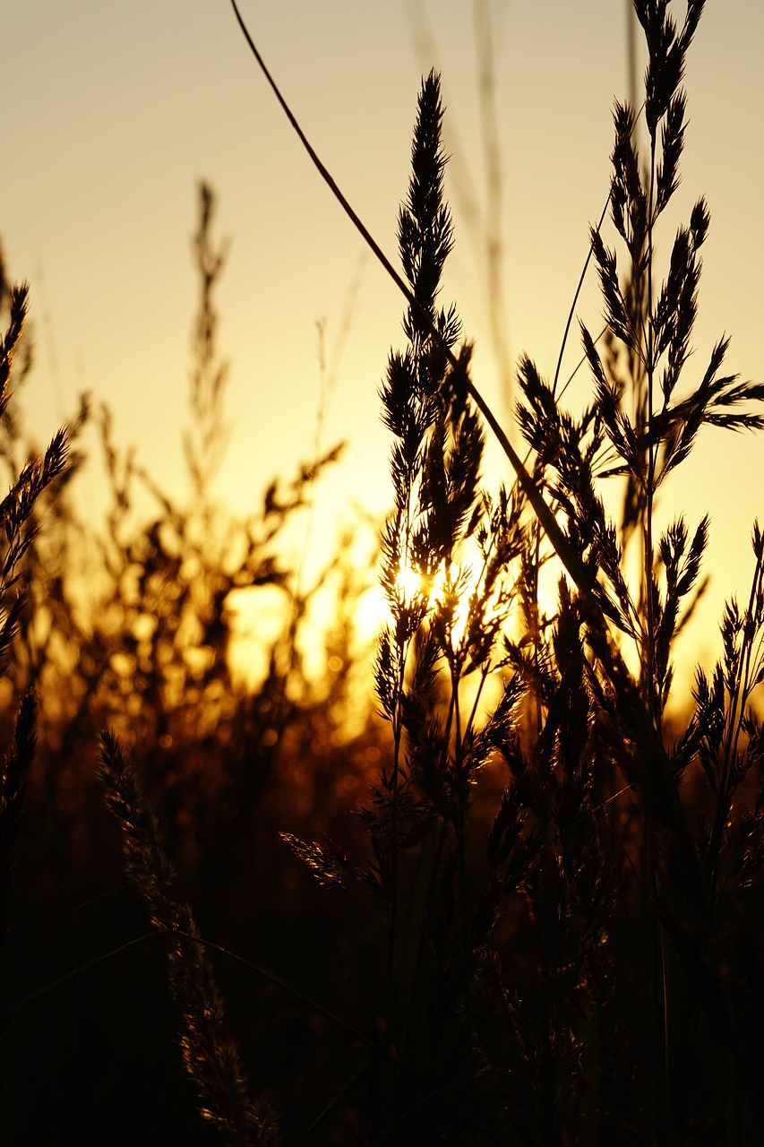 sunset grasses abendstimmung free photo