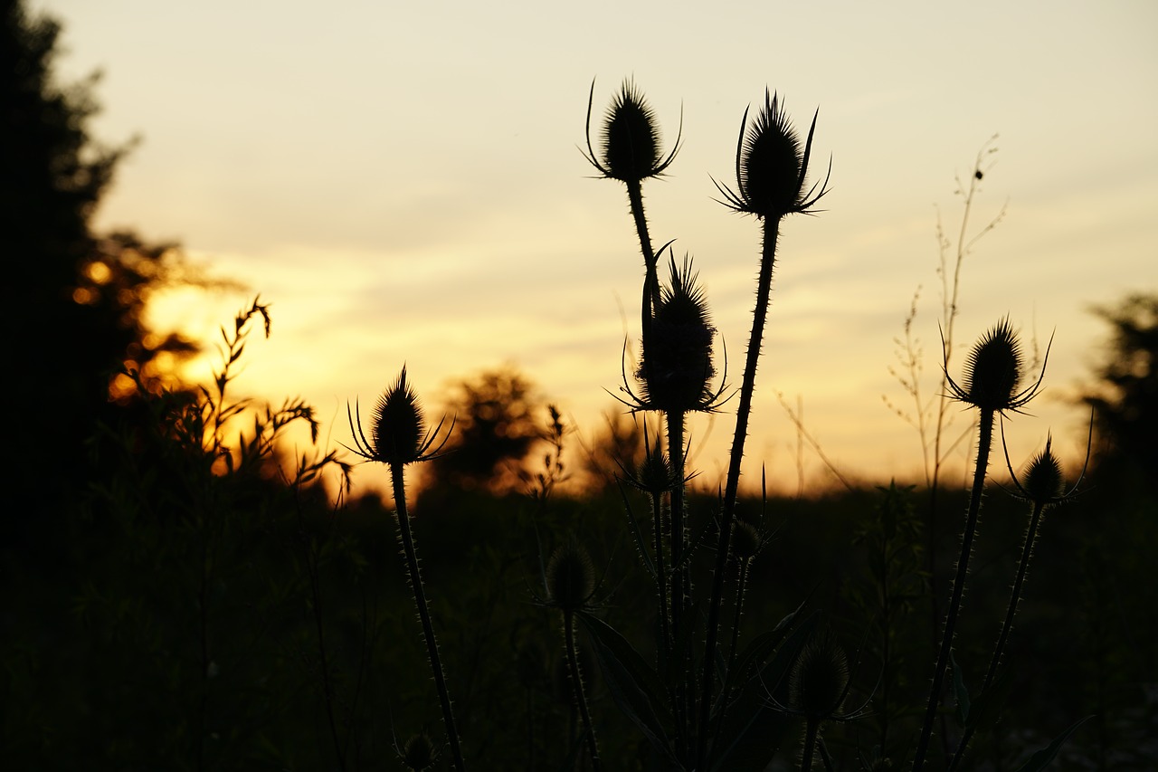 sunset thistle silhouette free photo