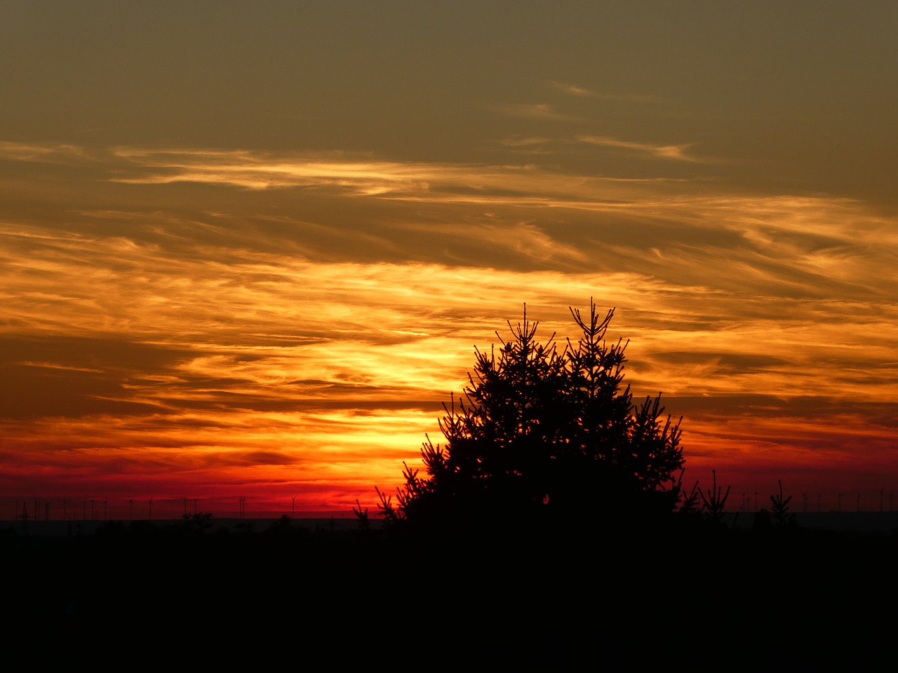 sunset tree sky free photo