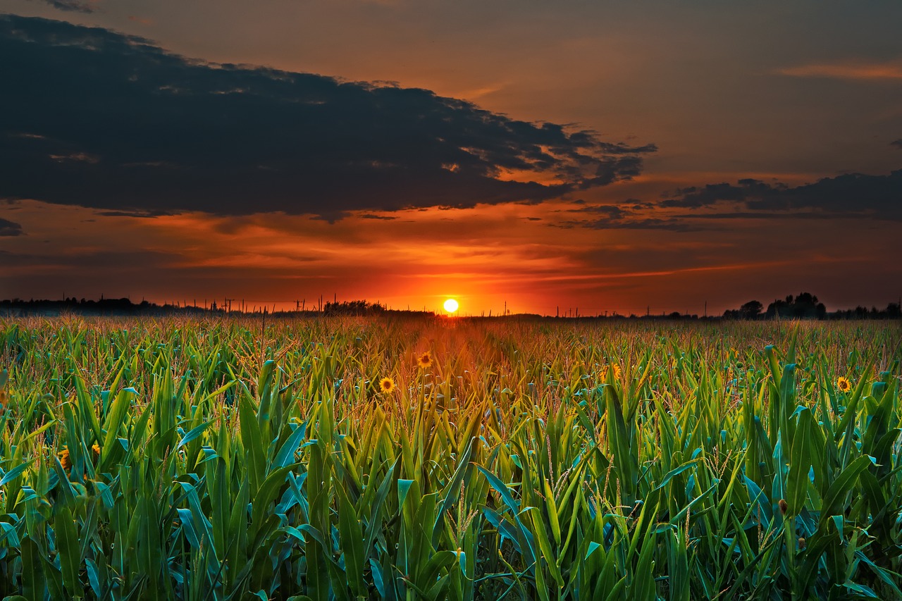 sunset summer nature free photo