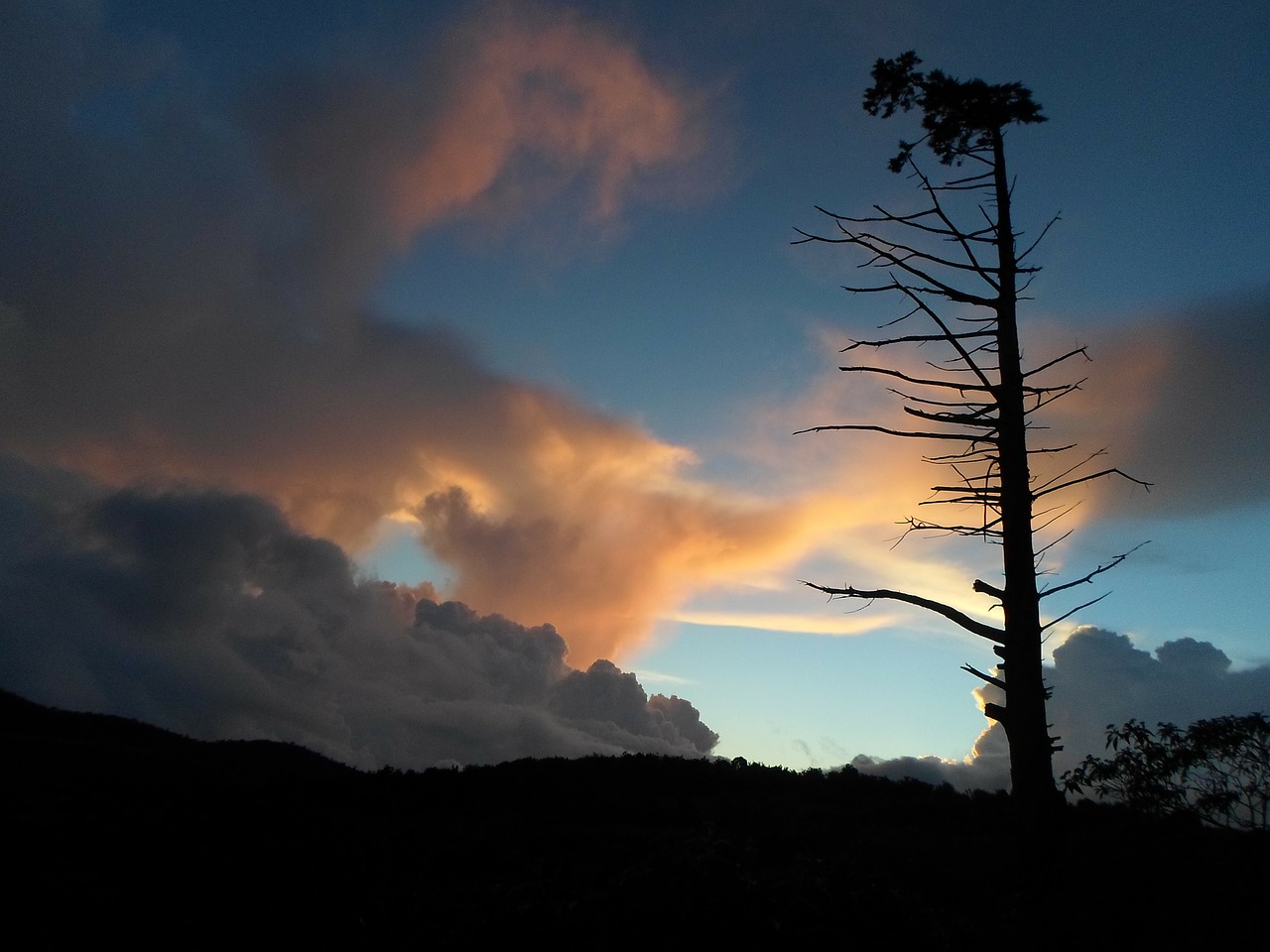 sunset tree organic free photo