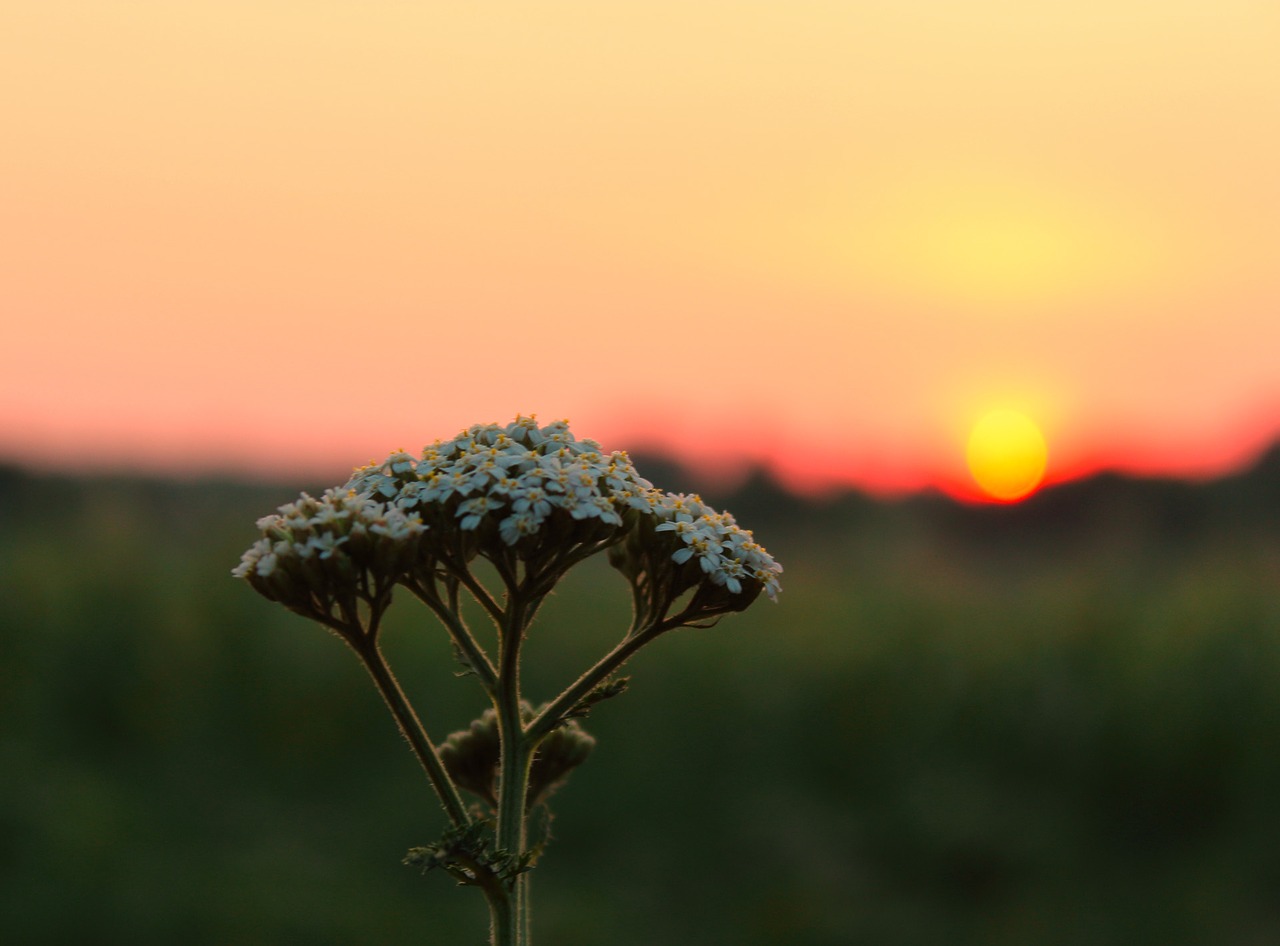 sunset flowers summer free photo