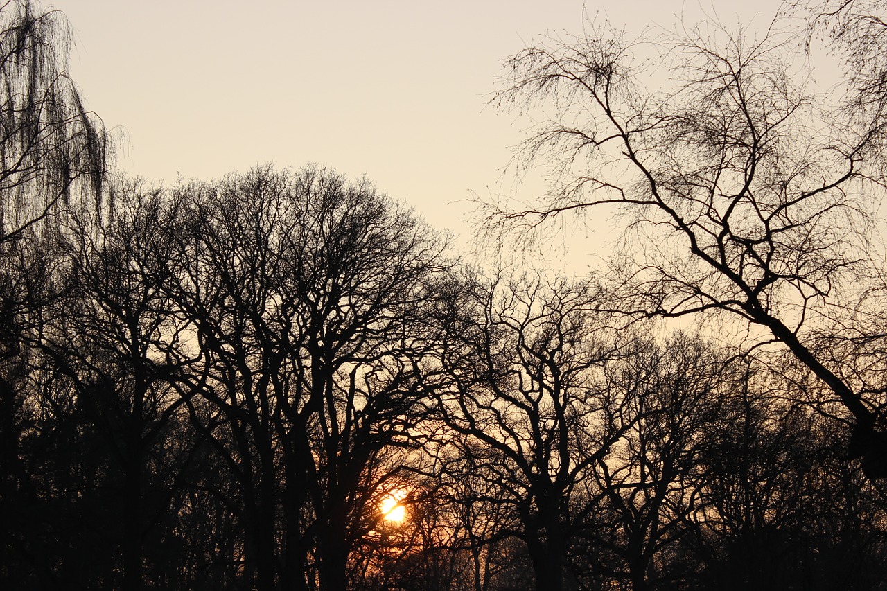 sunset winter trees free photo