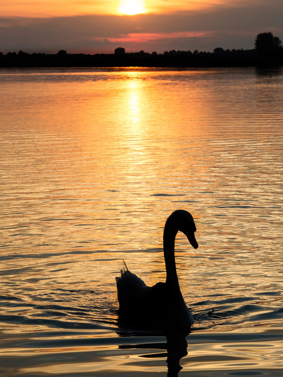 sunset orange swan free photo