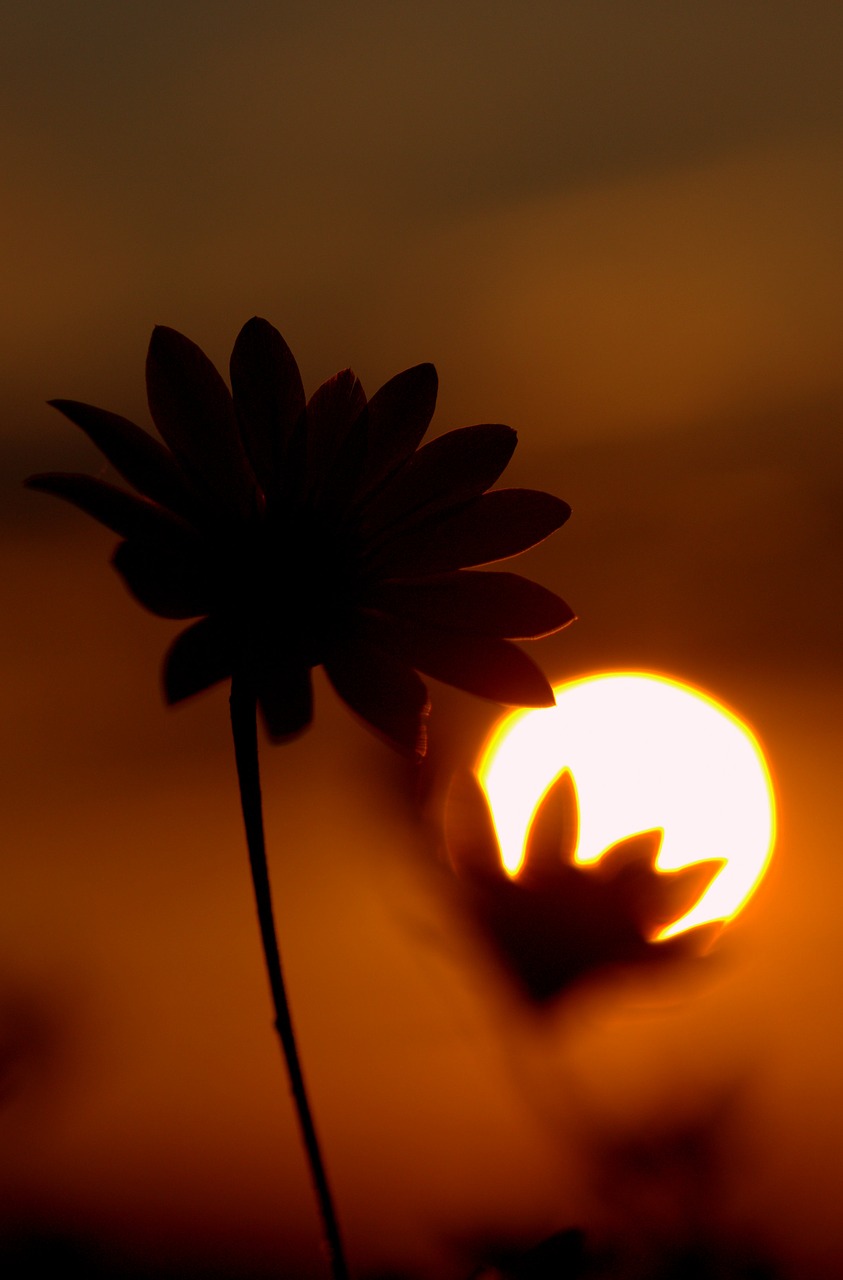 sunset flower sun free photo