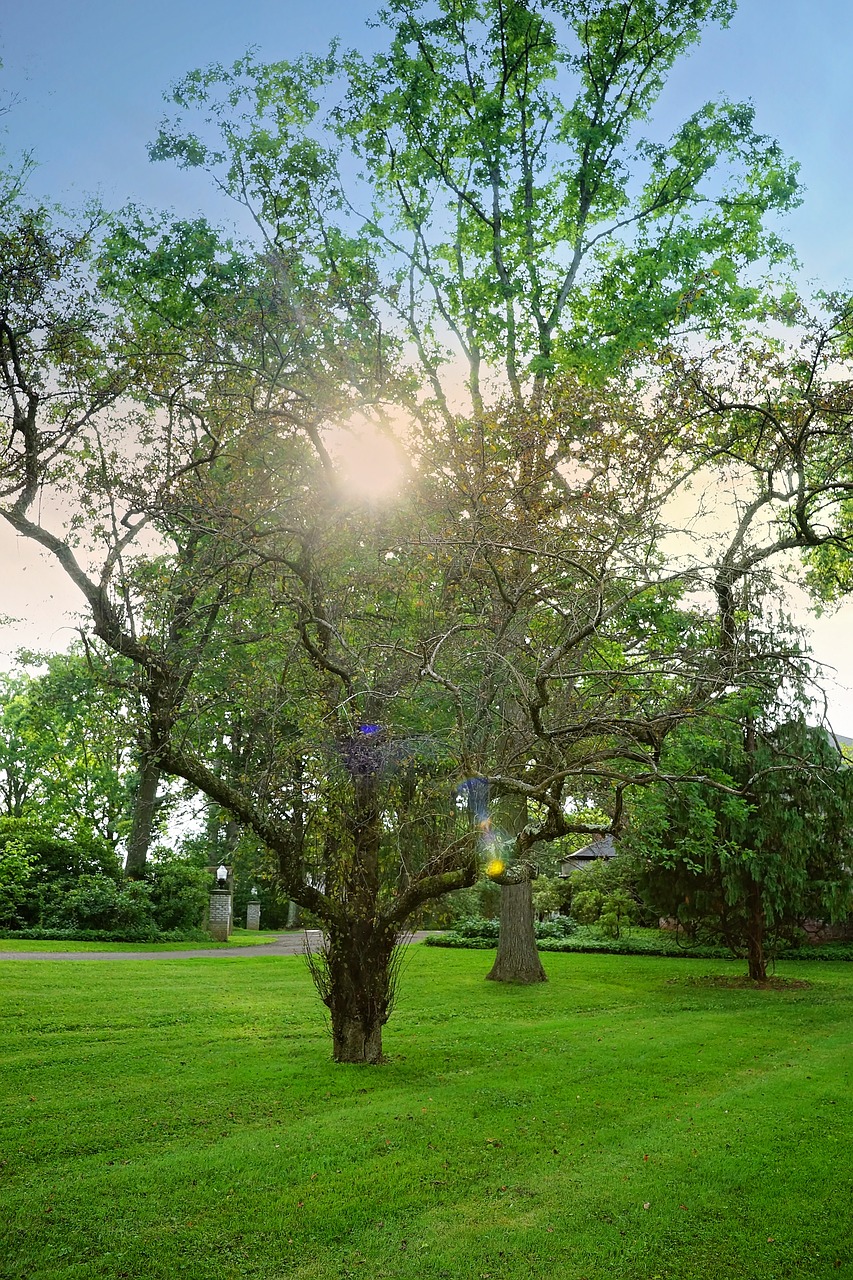 sunset tree nature free photo