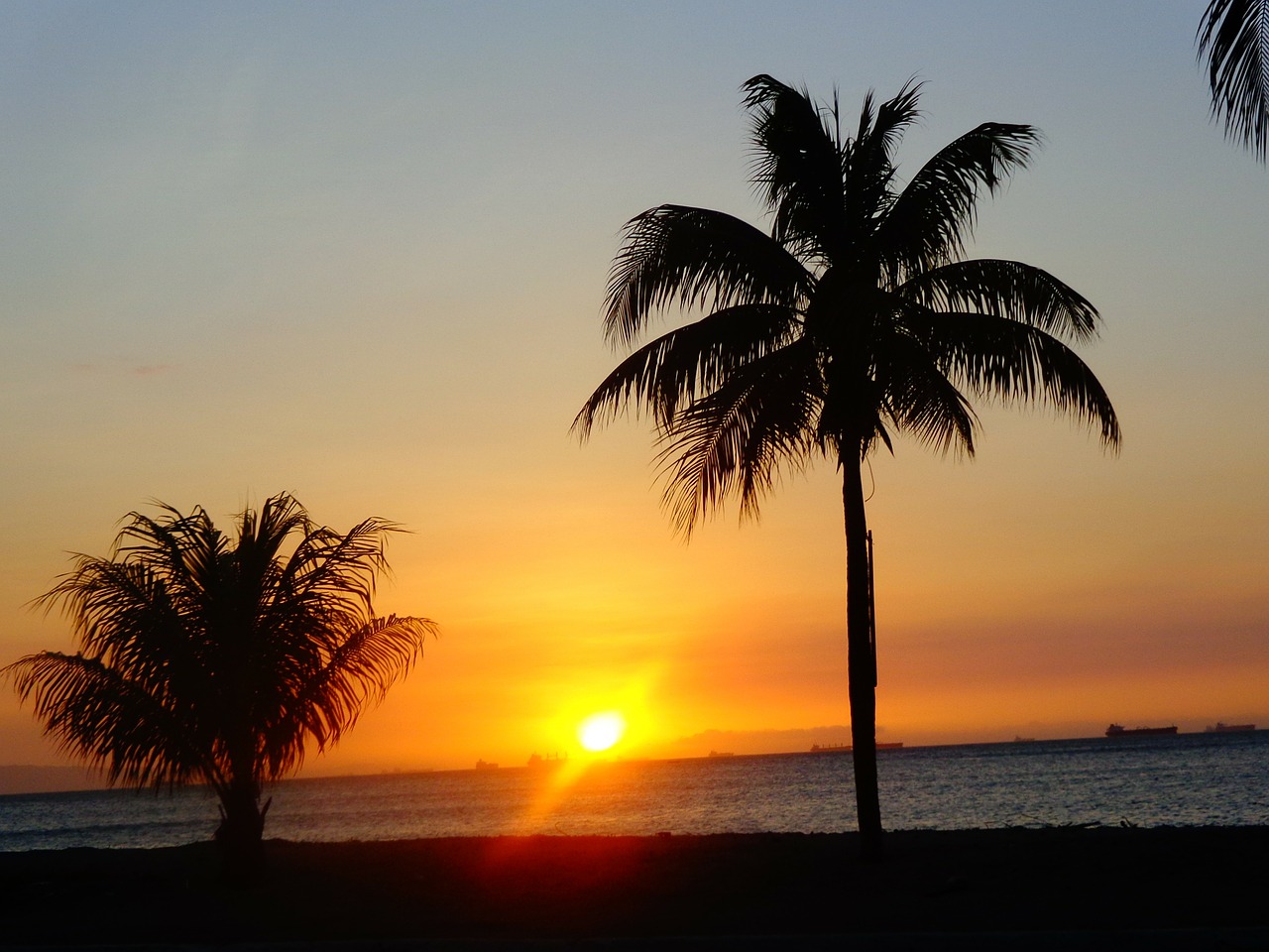 sunset sun palm tree free photo