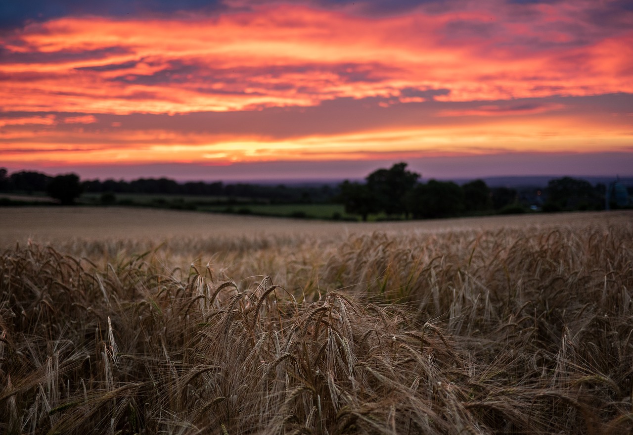 sunset grass field free photo