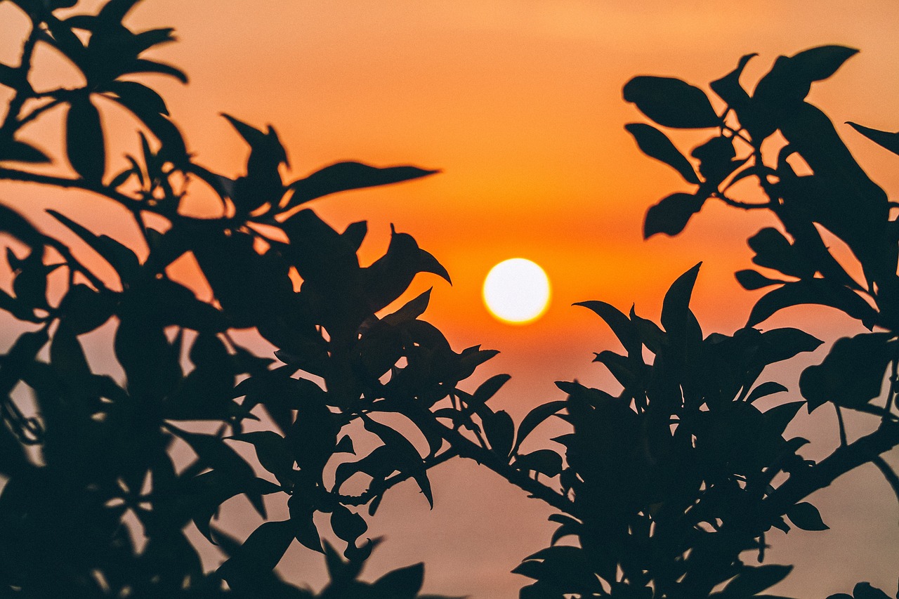 sunset trees silhouette free photo