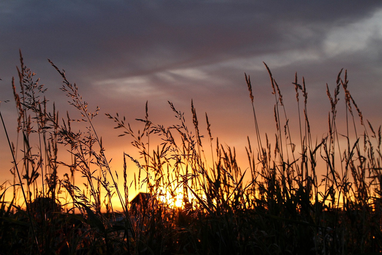 sunset field plants free photo