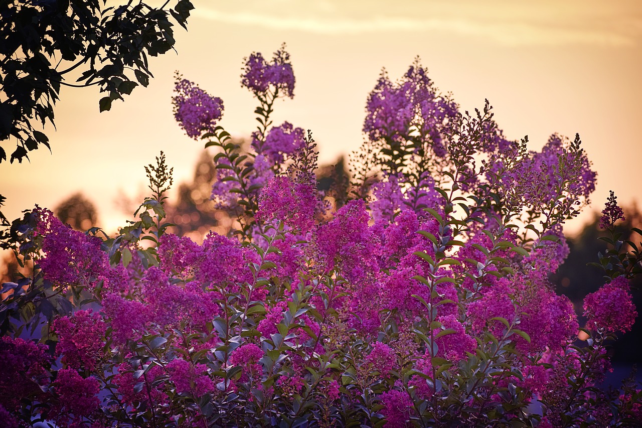 sunset crape myrtle crape free photo