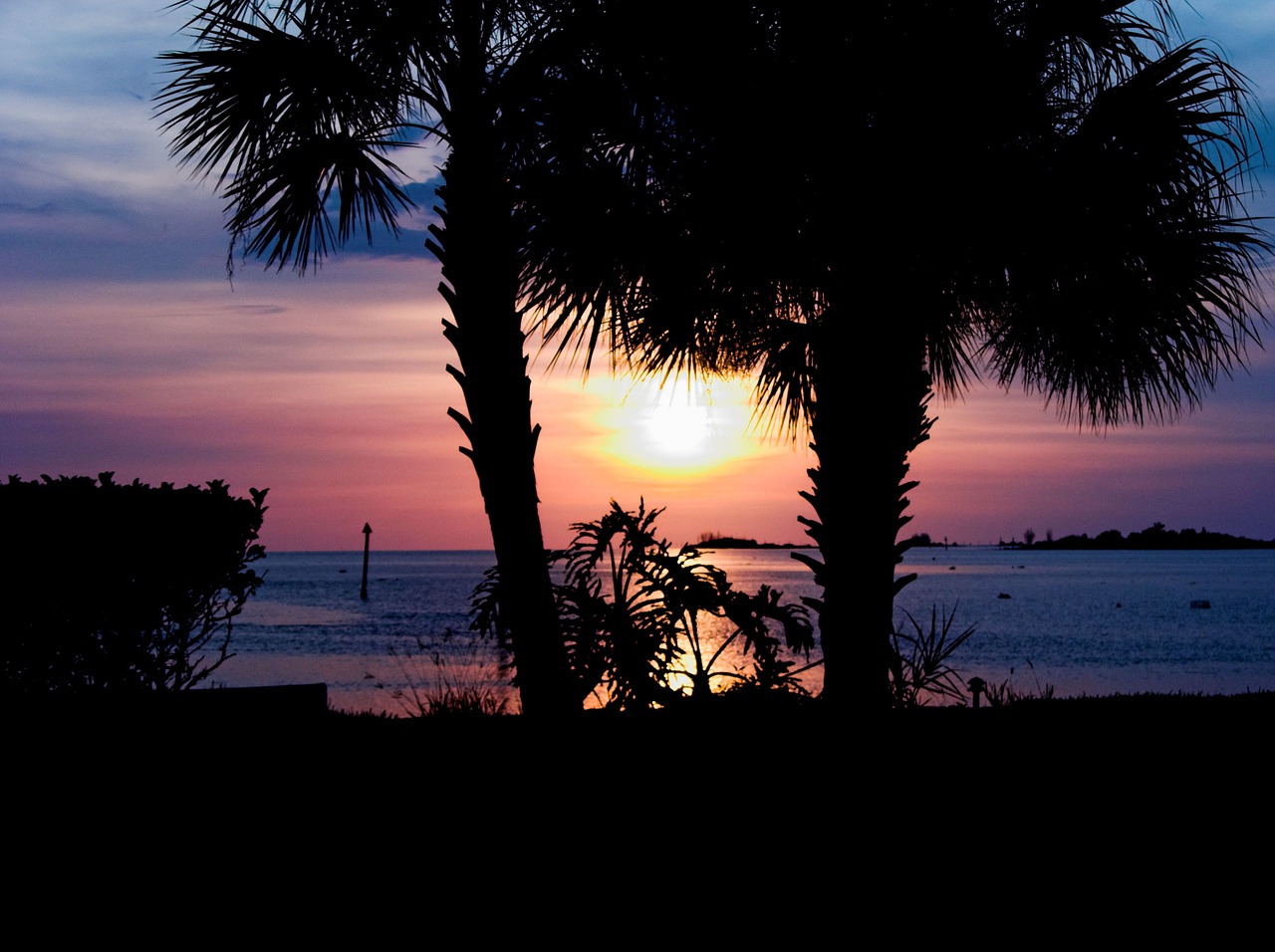 sunset palm tree pink free photo